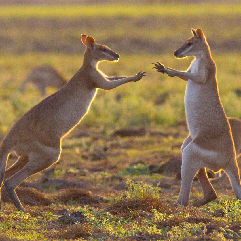 Escorted Australia Vacation Packages: Outback Culture Tour - Wallabies in the Mary River Wetlands, Top End