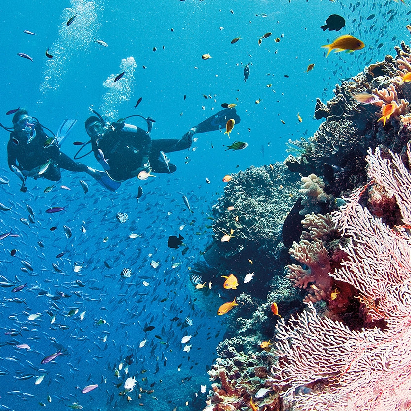 Australia Honeymoon - Snorkel and dive in the Great Barrier Reef, a scuba diver's paradise