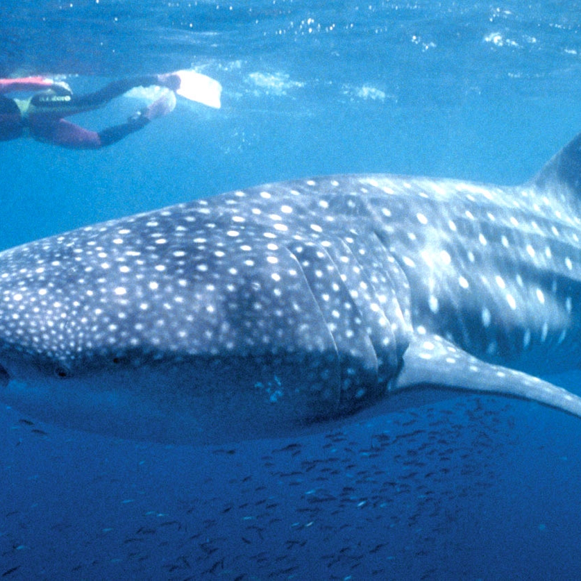 Australia Less Traveled - Swim with Whale Sharks