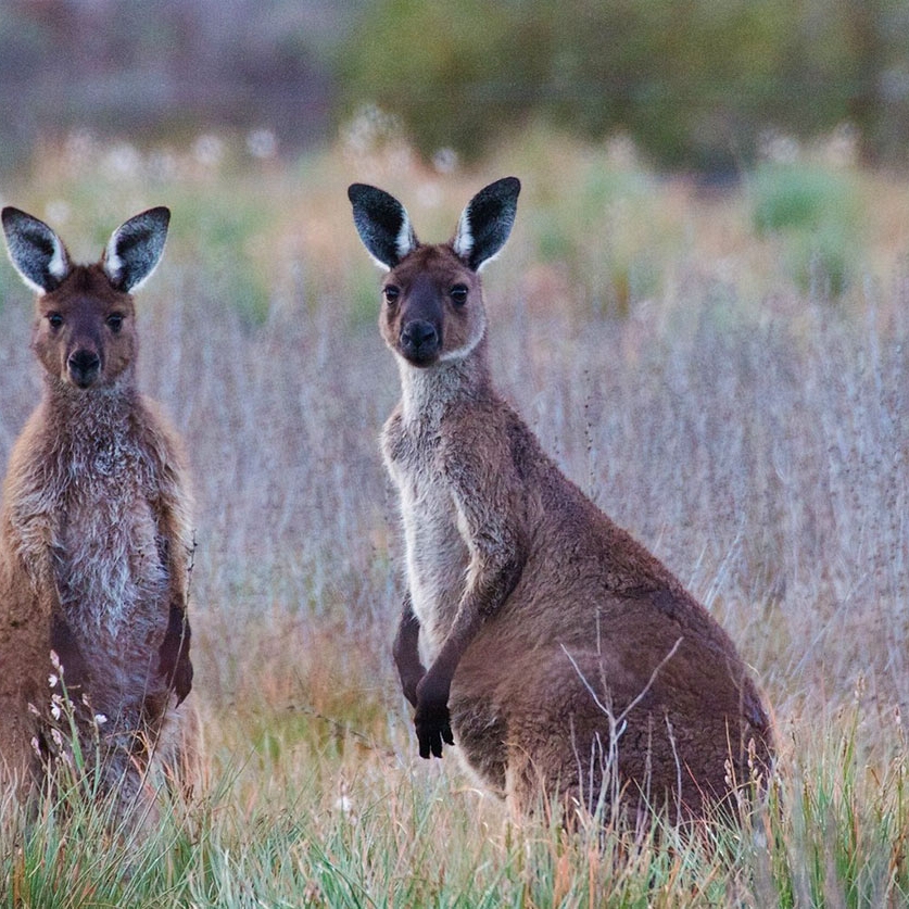 Australia Vacations - Outback Wildlife
