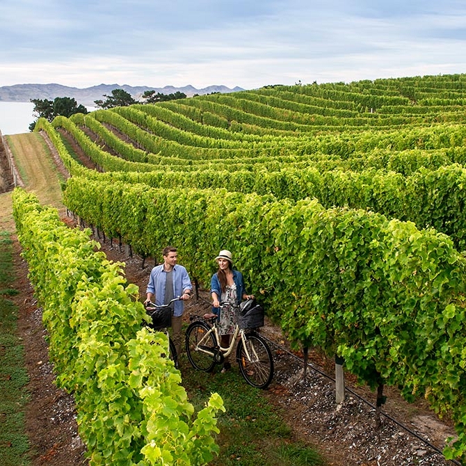 Cycling Among the Vines in Marlborough - Book Your Trip to New Zealand - New Zealand Travel Agency