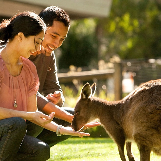 Feeding Kangaroo - Australia New Zealand Vacation Packages