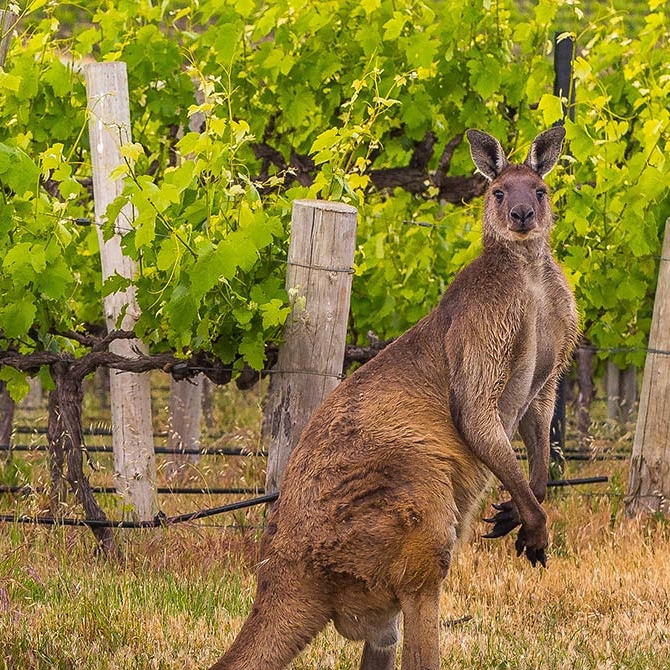 Kangaroo in a Vineyard in McLaren Vale, South Australia