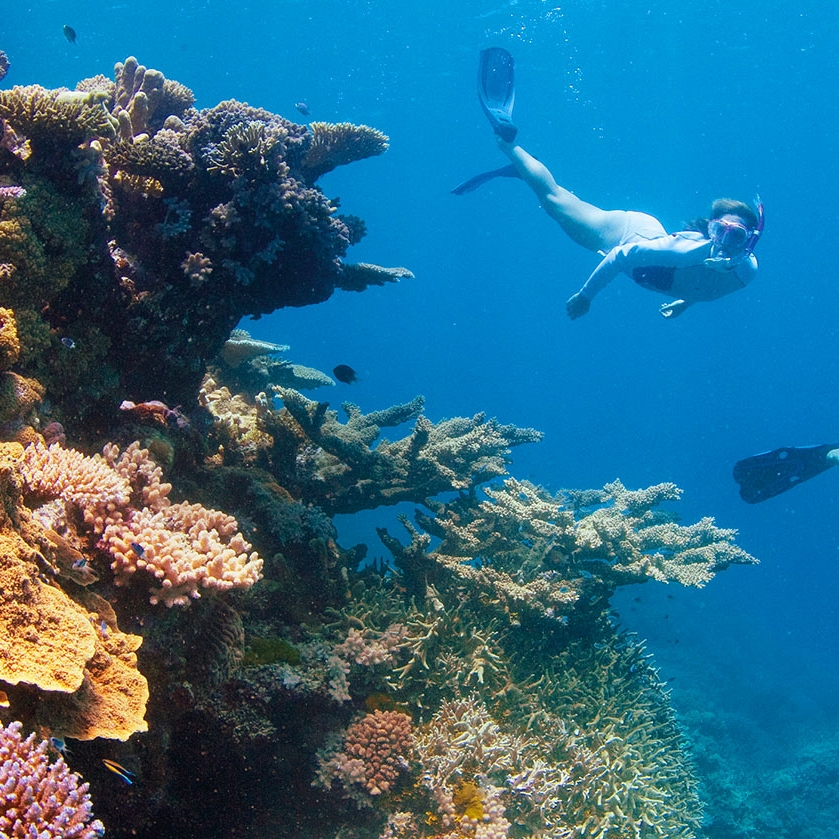 Escorted Australia Journey - Great Barrier Reef snorkeling