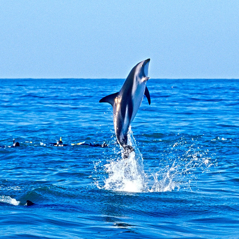 New Zealand Swim with Dolphins