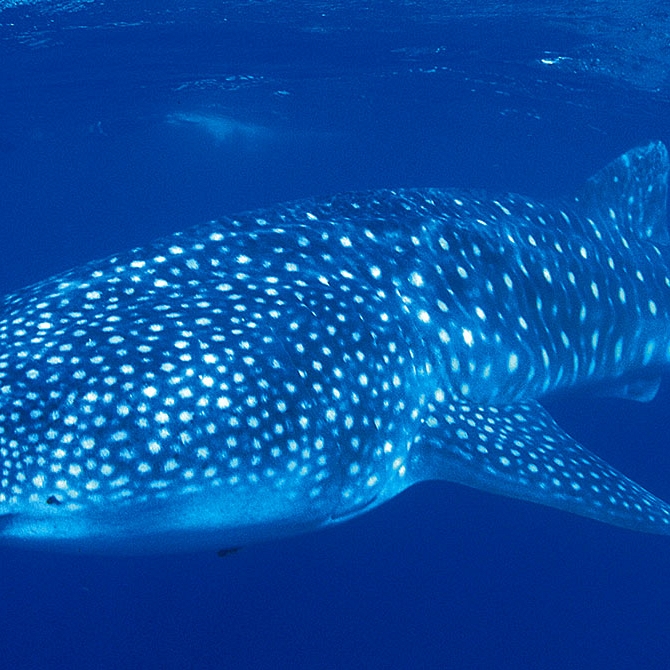 Swimming with Whale Sharks at Sal Salis Ningaloo