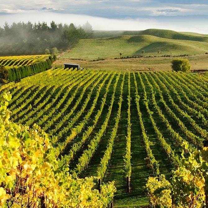 Millar Road, Hawke's Bay Vineyards - New Zealand Highlights: Scenery, Adventure, and Wine Package