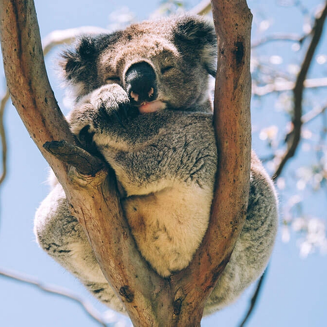 Koala in a Tree - Family Trip to Australia - Australia Wildlife and Reef Vacations