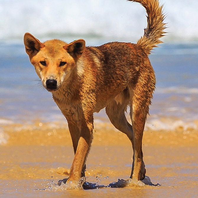 Wild Dingo on Fraser Island - Australia Getaway: Sunshine Coast and Kangaroo Island