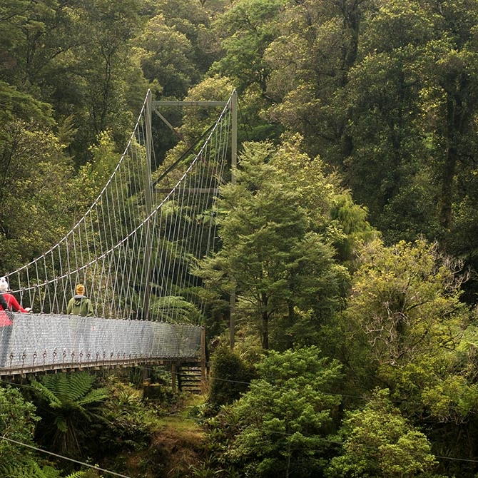 Hollyford Track New Zealand - Swing Bridge Through Native Rainforest