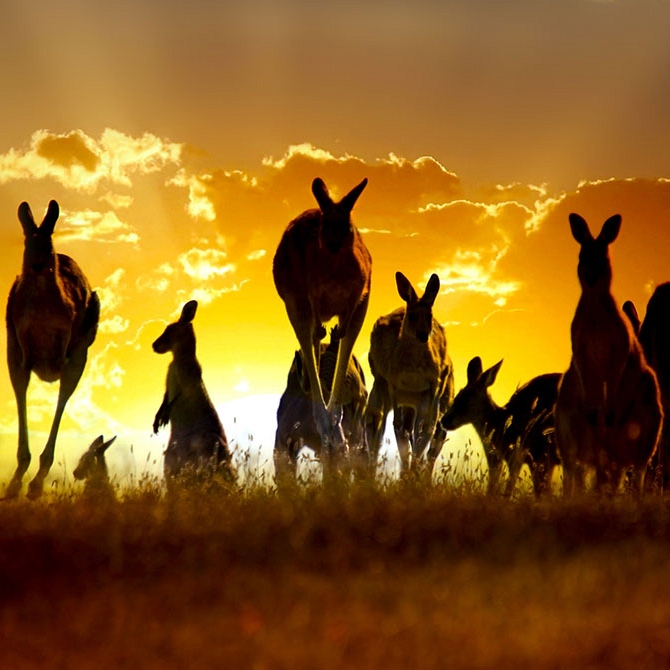 Kangaroos Hopping Through a Field at Sunset