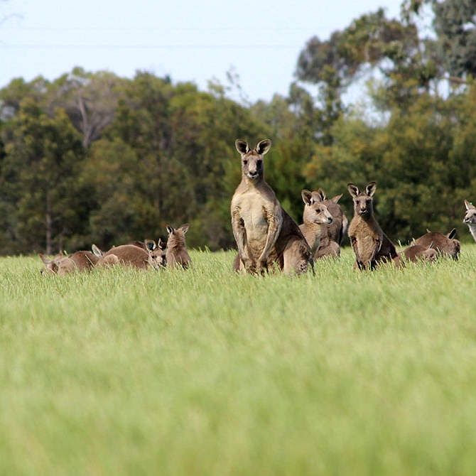 Wild Kangaroos in Australia - Echidna Walkabout Nature Tours, Melbourne