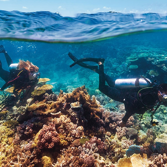 Diving the Great Barrier Reef - Australia Reef, Rainforest, and Brisbane Explorer Package