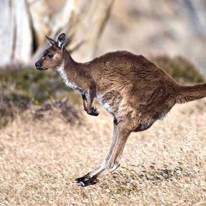 Animal Australia Australian Indigenous Kangaroo Travel Business