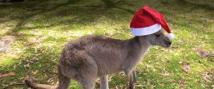 Merry Christmas and Happy Holidays from Down Under Endeavours! - Kangaroo with Santa Hat