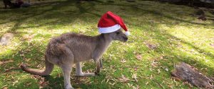 Merry Christmas and Happy Holidays from Down Under Endeavours! - Kangaroo with Santa Hat