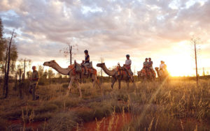 Sunrise camel tour at Ayers Rock in the outback