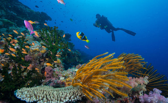 Diving off of Coral Reefs - Matangi Private Island Resort - Fiji Travel - Trip to Fiji