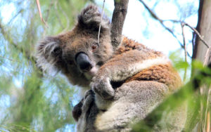 Wild koala outside of Melbourne - Echidna Walkabout wildlife tours
