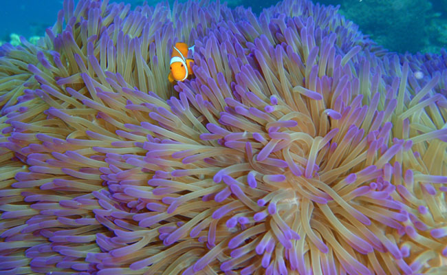 Clownfish in Sea Anemone at Great Barrier Reef - Tourism Queensland - Ningaloo Reef Australia