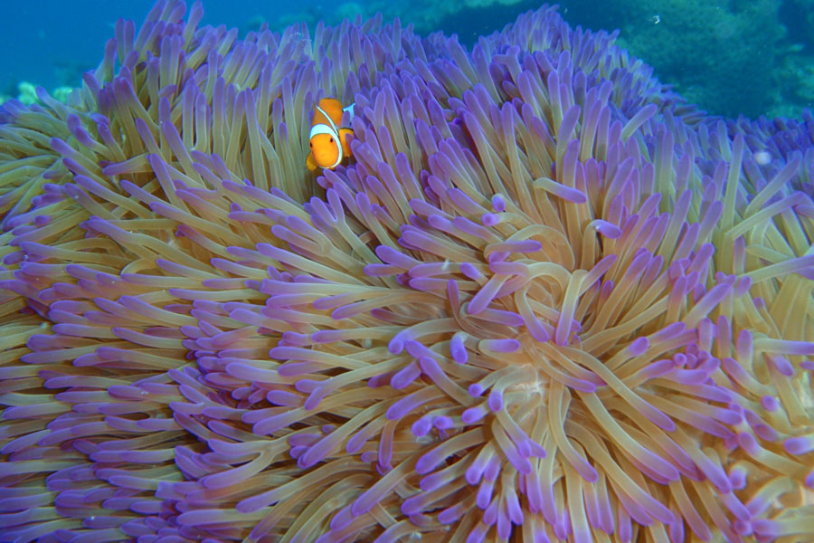 Clownfish in Sea Anemone at Great Barrier Reef - Tourism Queensland - Ningaloo Reef Australia