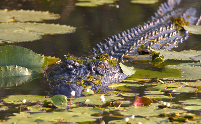 Saltwater Crocodile in Water - Tourism Northern Territory - Travel Northern Territory