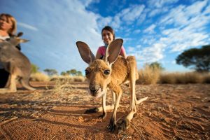 Baby kangaroo at the Kangaroo Sanctuary - Tourism Northern Territory - Travel Northern Territory