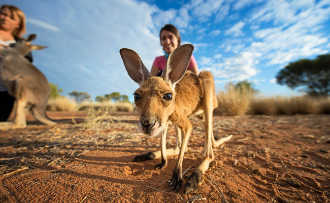Baby kangaroo at the Kangaroo Sanctuary - Tourism Northern Territory - Travel Northern Territory