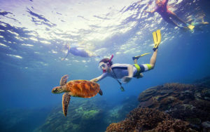 Snorkeling with a green turtle in the Great Barrier Reef