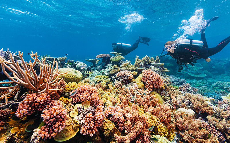 A garden of colorful corals in Agincourt Reef