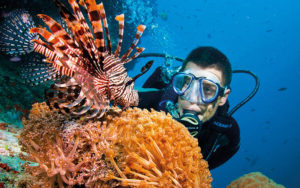 Beautiful lionfish in the Great Barrier Reef