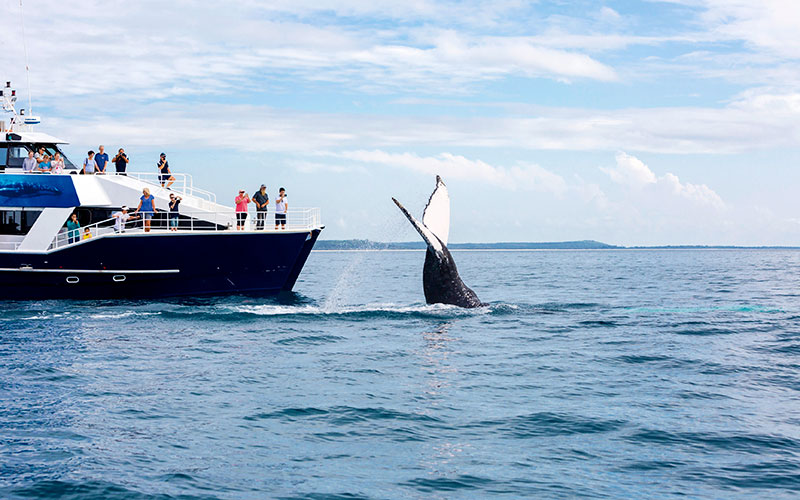 Whalewatching tour in Hervey Bay, Australia