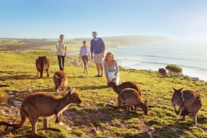 Wildlife on Kangaroo Island - Book Your Australia Vacation - Australia Travel Agency