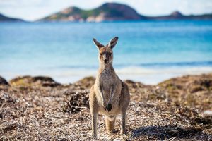 Kangaroo on the Beach at Lucky Bay - Book Your Australia Vacation - Australia Travel Agency