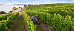 New Zealand Honeymoon Package: Feast of the Senses - Marlborough Wine