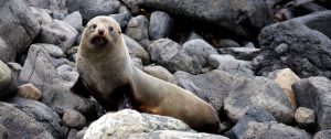 New Zealand Honeymoon Package: Feast of the Senses - Dunedin, Otago Peninsula Wildlife