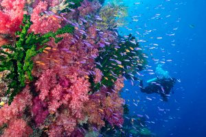 Fiji Australia Vacation Packages: Sydney, Beaches, and Diving