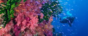Fiji Australia Vacation Packages: Sydney, Beaches, and Diving