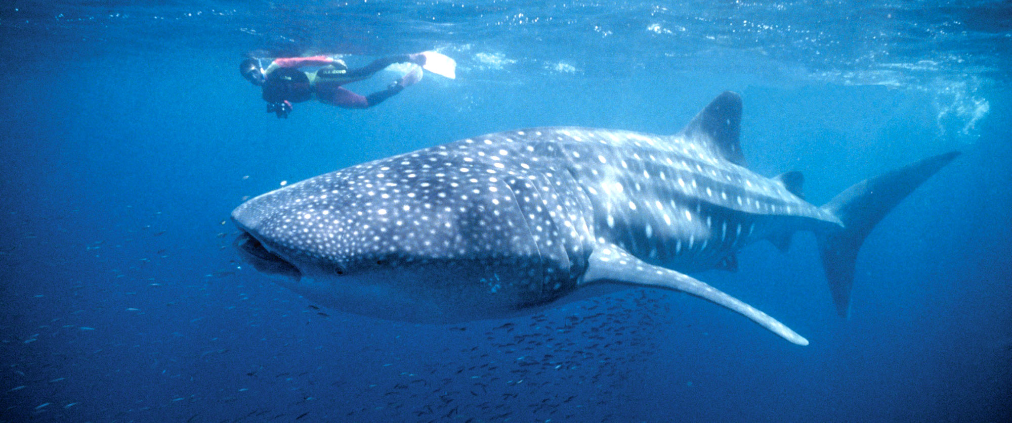 Australia Less Traveled - Swim with Whale Sharks