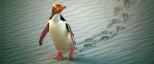 New Zealand Vacation - Penguins - Travel Expert - Where to See Penguins - New Zealand Luxury Vacation