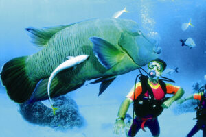 Heron Island - diving package - Great Barrier Reef - Australia Travel Expert - Australia Honeymoon