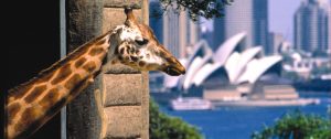 Australian Outback Family Adventure - Sydney Taronga Zoo