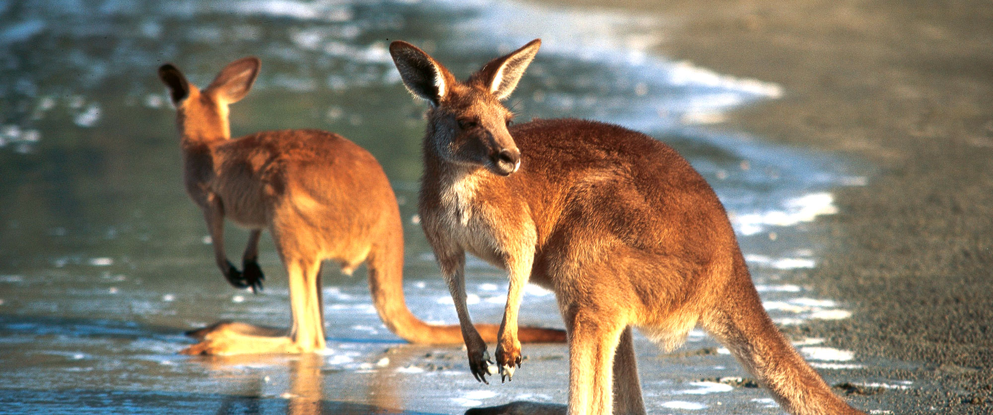 Australia Luxury Vacations: Cities and Reef Package - kangaroos beach