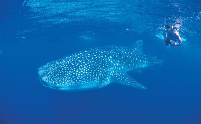 Whale Shark and diver at Ningaloo Reef - Sal Salis - Best Places to Visit in Australia