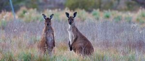 Australia Vacations - Outback Wildlife