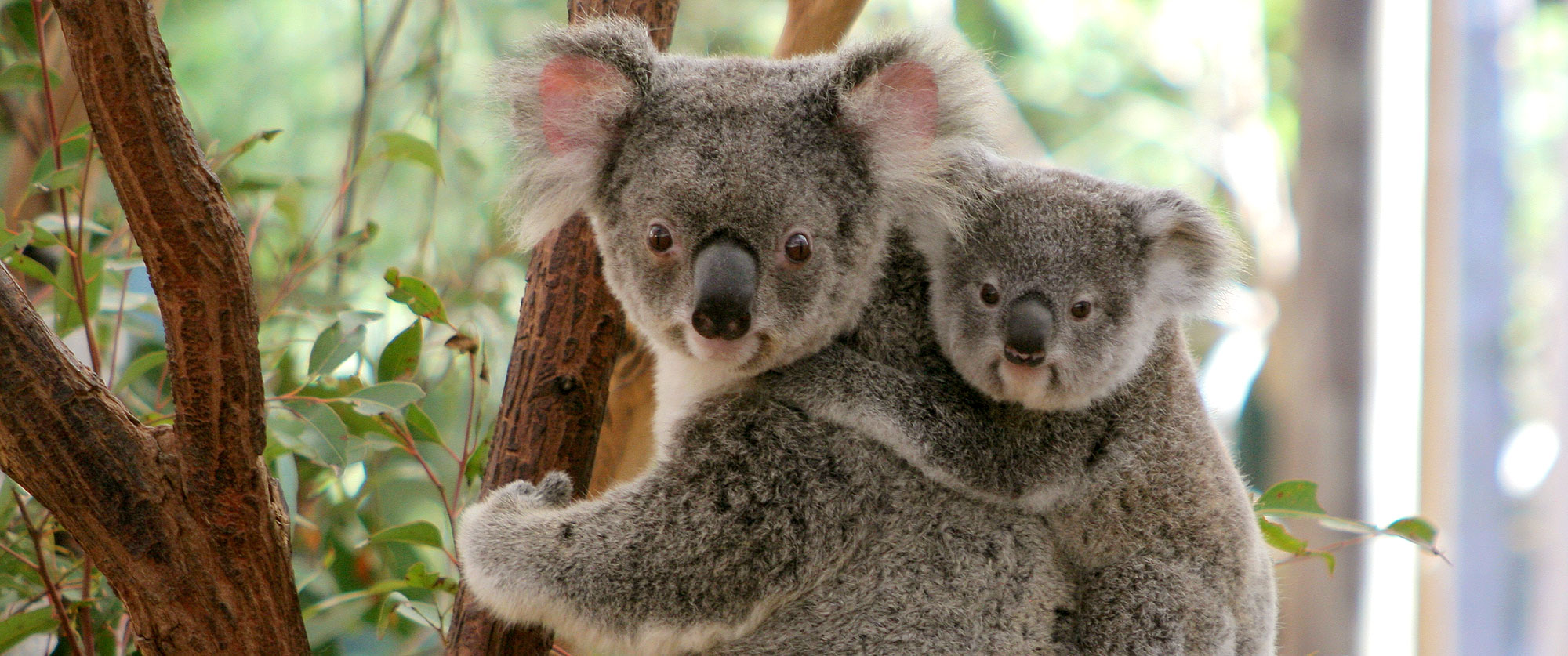 Australian Outback Family Adventure - Koalas