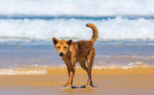 Dingo on the beach at Fraser Island Australia