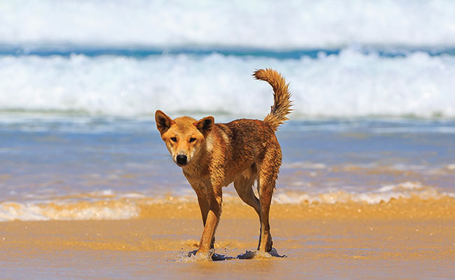 Dingo on the beach at Fraser Island Australia