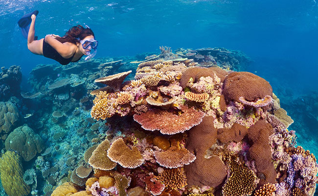 Snorkeling amonst vibrant corals in the Great Barrier Reef