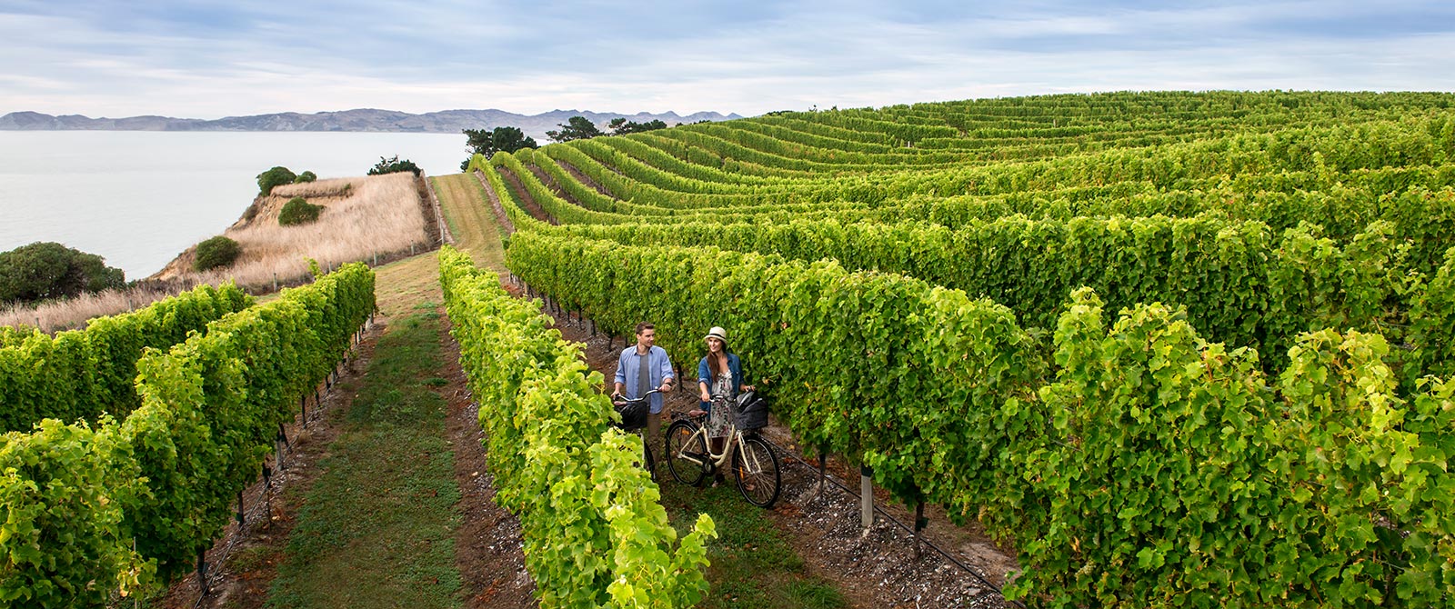 Cycling Among the Vines in Marlborough - Book Your Trip to New Zealand - New Zealand Travel Agency